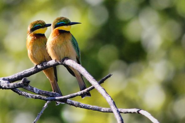 bee-eaters-5968095_small